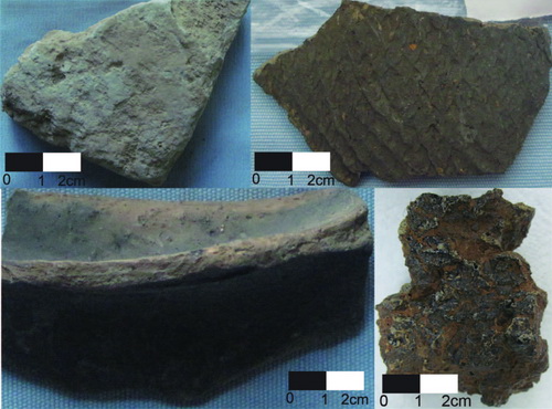 Pictures of archaeological samples used in this study. (Images from Cai et al., 2017)