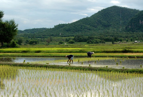 The peasants bent over to transplant rice seedlings in the fields. (Image by creawebpro form pixabay)